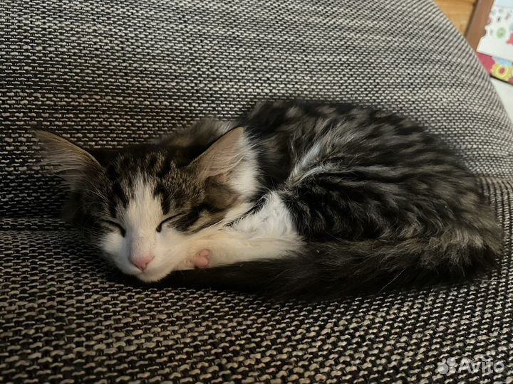 Котята в добрые руки мальчики