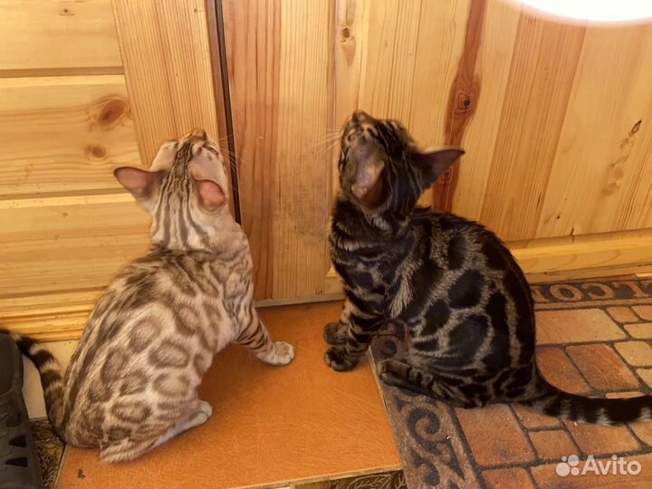 Бенгальский котенок - она