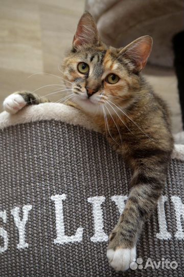 Кошка в дар