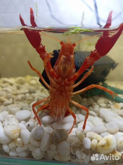 Калифорнийский красный рак