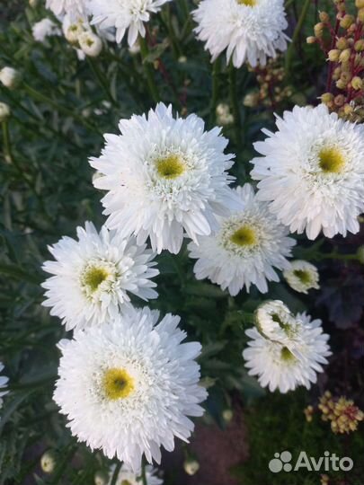 Ромашка Фиона многолетний