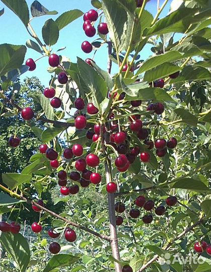 Саженцы вишни, груши, абрикоса и сливы