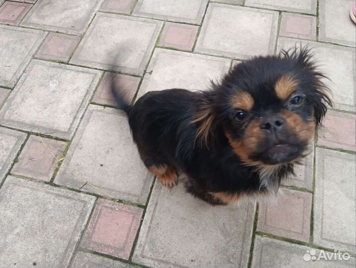 Щенок в добрые руки бесплатно маленькая порода