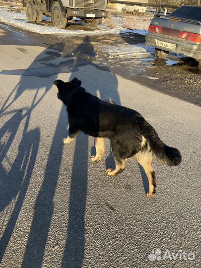 Собака в добрые руки