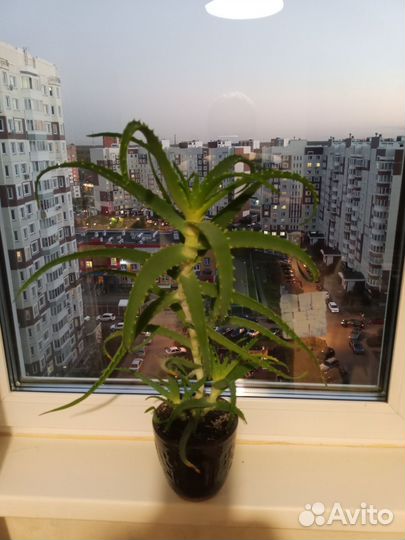 Алоэ столетник