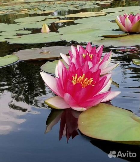 Растения для пруда