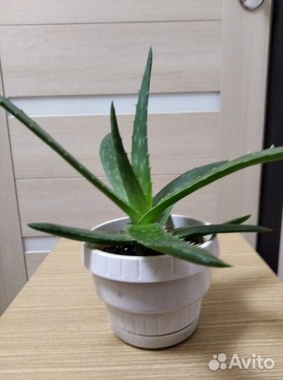 Аглаонема сильвер бей (Silver Bay)