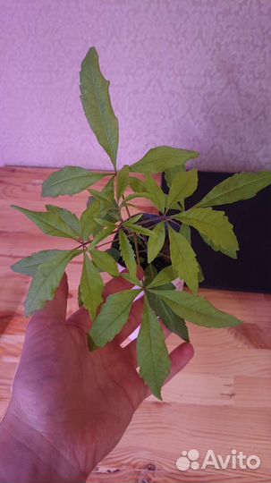 Витекс священный, саженец
