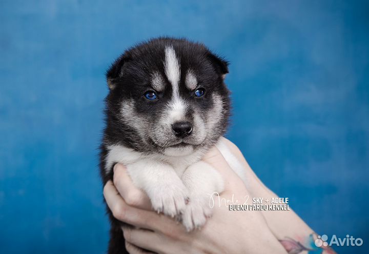 Хаски щенки