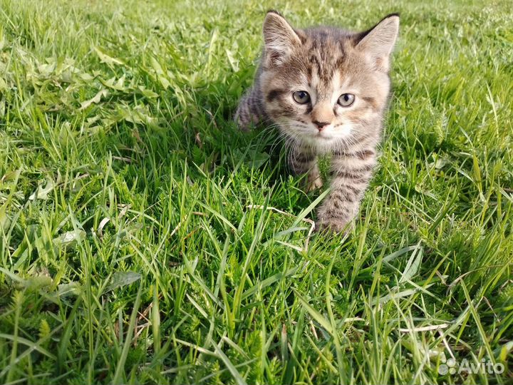 Котята девочка и мальчик