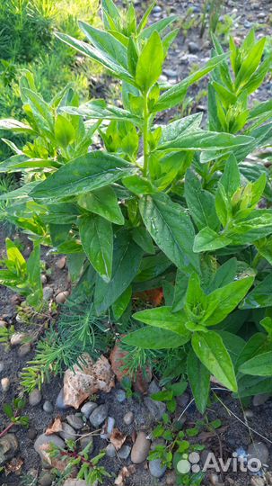 Энотера - многолетник