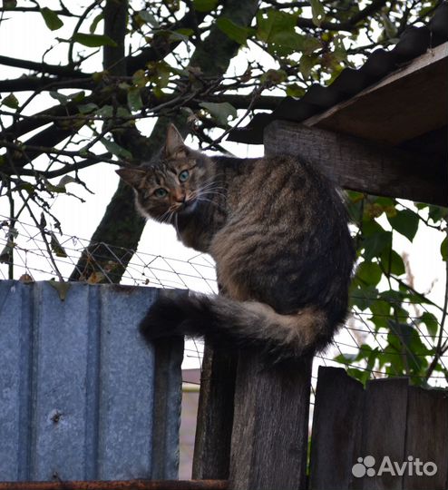 Кошечка с особенными глазами
