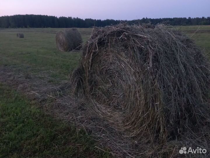 Продам сено в рулонах