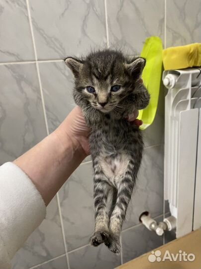 Котята бесплатно