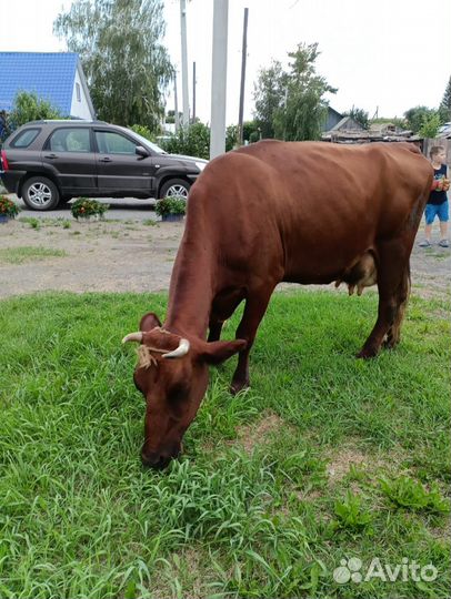 Коровы дойные молочные