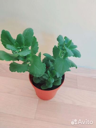 Комнатные цветы каланхоэ