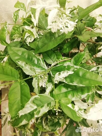 Райтия религиозная вариегатная отводки