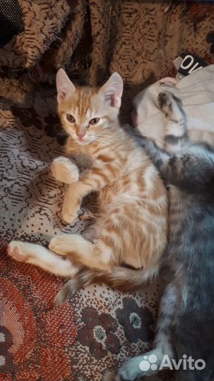 Отдам котят