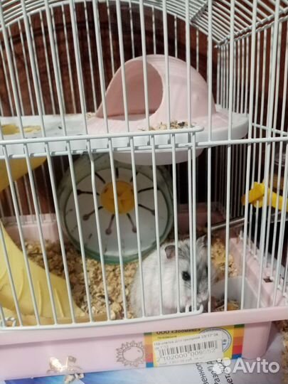 Джунгарский хомяк, 2500р