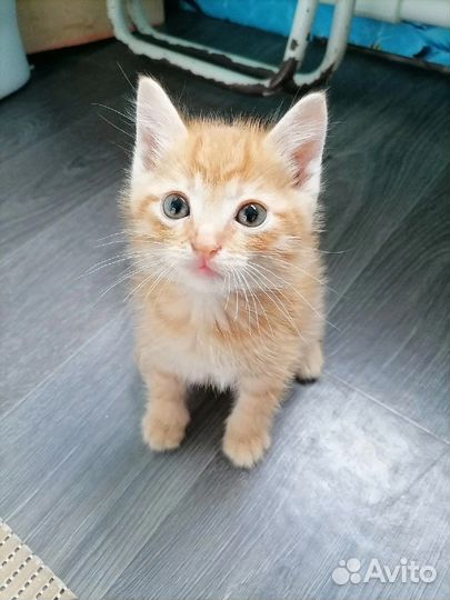 Передержка домашних животных