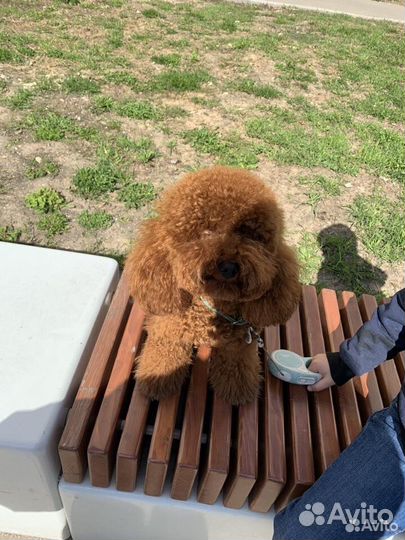 Вязка кобель той пудель красный РКФ