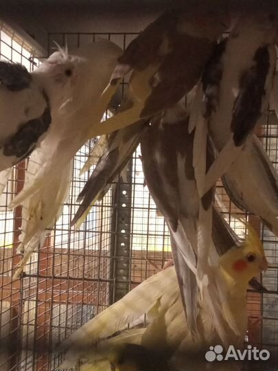 Попугаи безщëкая корелла птенцы