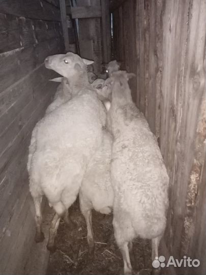 Продаю баран