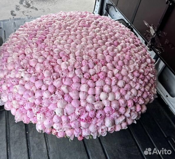 Пионы голландский