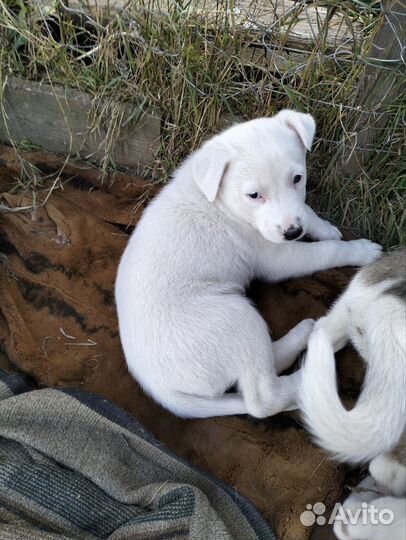 Беленький мишка