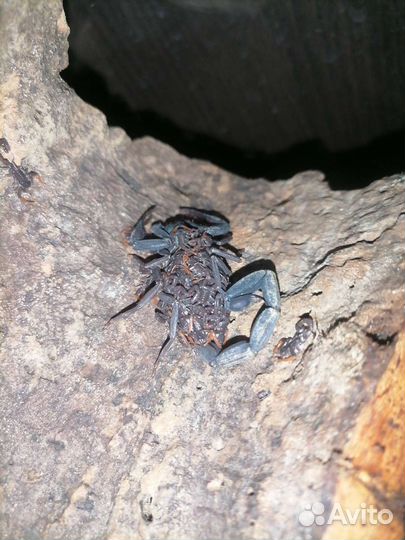 Паук птицеед и скорпион