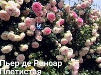 Розы плетистые саженцы