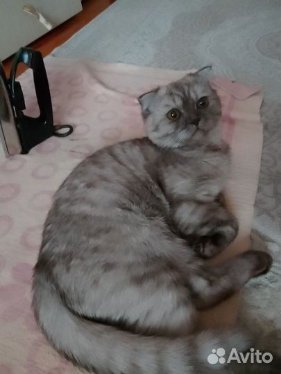 Британские котята