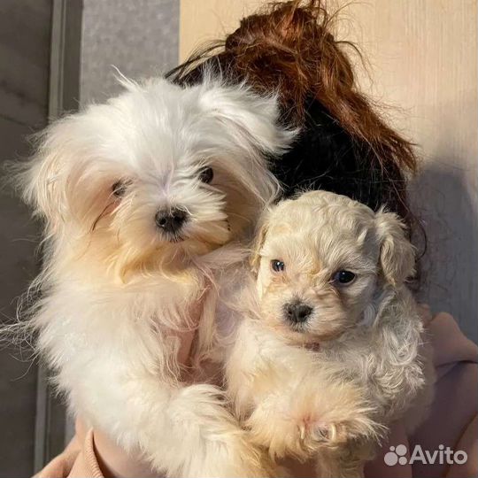 Мальтезе Микро mini мальчик вязка