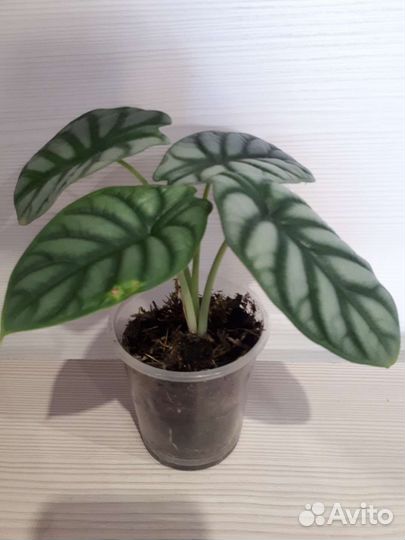 Алоказия сильвер дракон, филодендрон атом