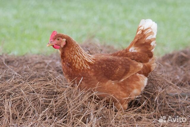 Куры несушки