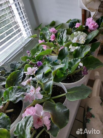 Фиалка в горшках