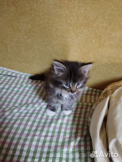 Котята девочки