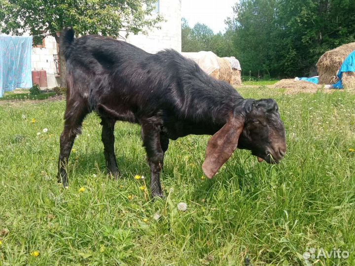 Козы дворянки и нубийские процентные