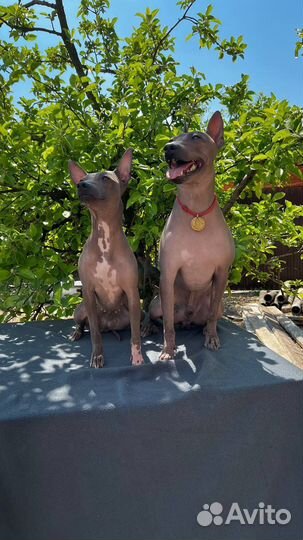 Американский голый терьер щенки