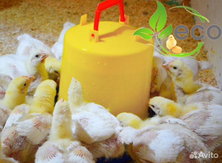 Мясо домашнего бройлера. Опт и розница