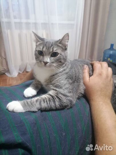 Кошка