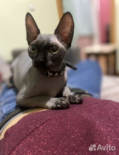 Канадский сфинкс на вязку