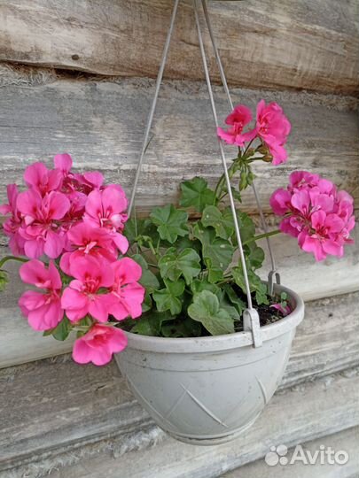 Пеларгония герань плющелистная