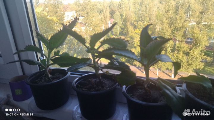 Каланхоэ лечебное