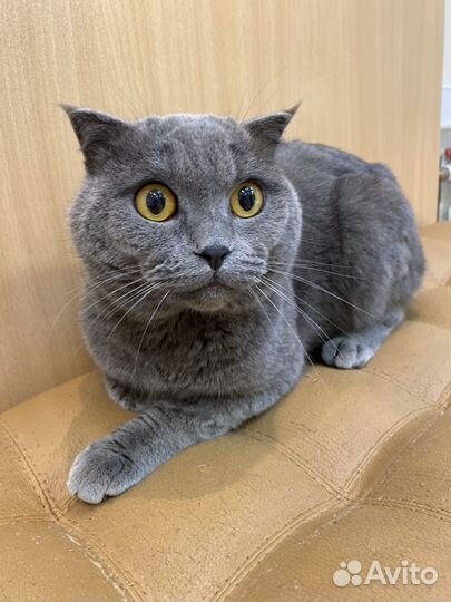 Коты в добрые руки