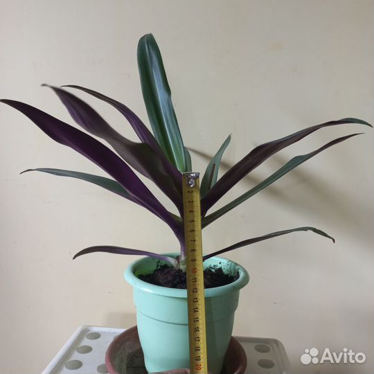 Традесканция рео