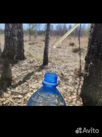 Берёзовый сок 1,5л, бесплатная доставка