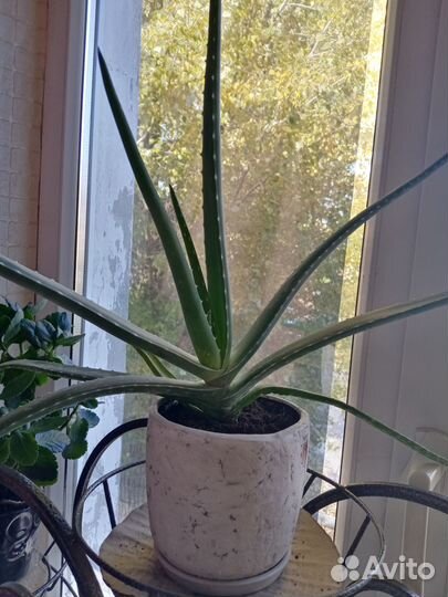 Аихризон (дерево любви и счастья), алоэ, каланхоэ