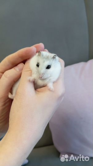 Джунгарский хомяк