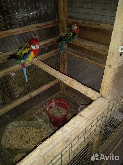 Попугай розелла